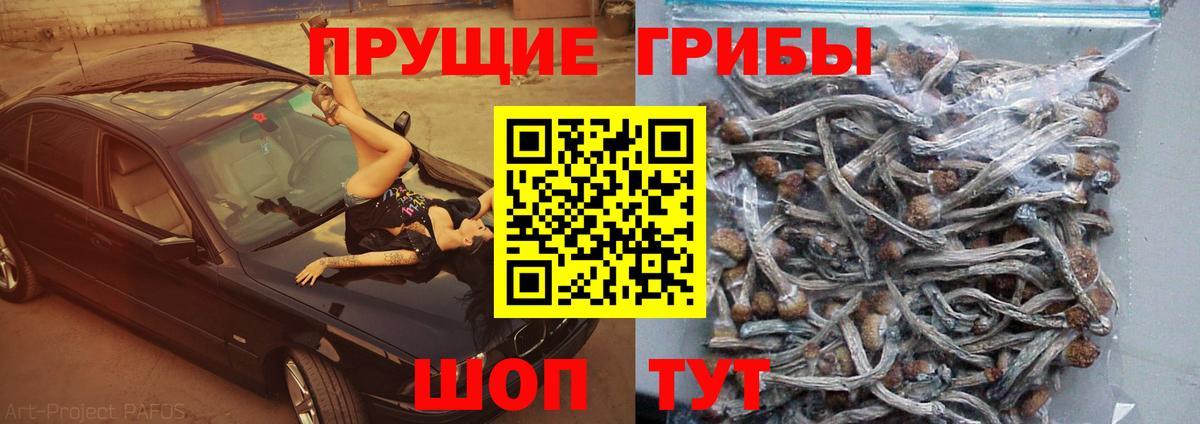 Галлюциногенные грибы Psilocybine cubensis Тверь